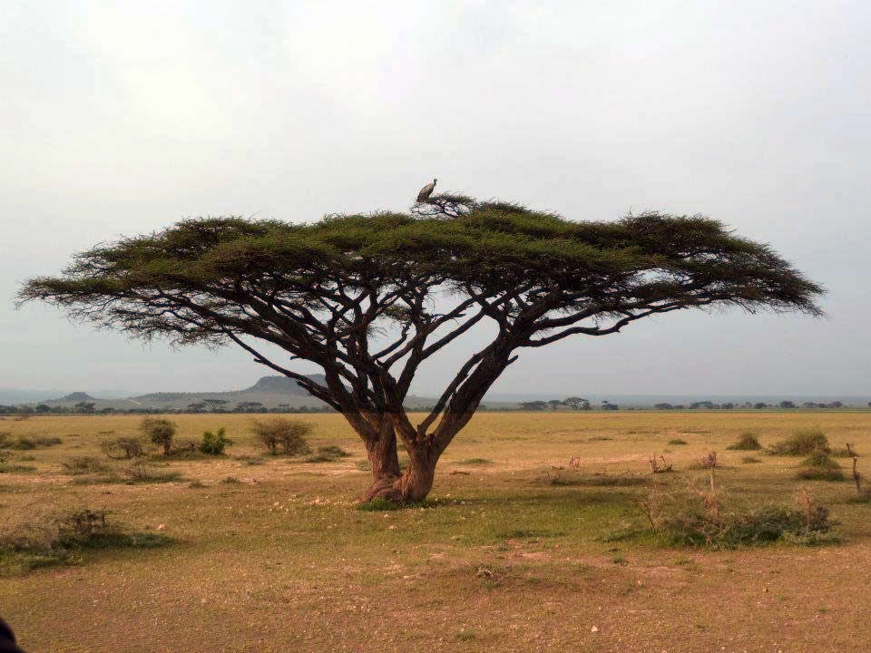 Деревья в африке названия и фото